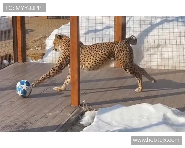 足球明星能否在家中饲养猎豹这种野生动物的法律与伦理探讨